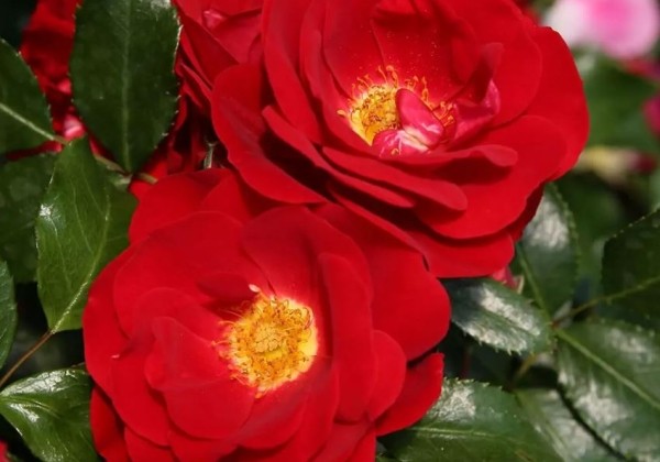Rosa Caracho, augststumbrs 80cm