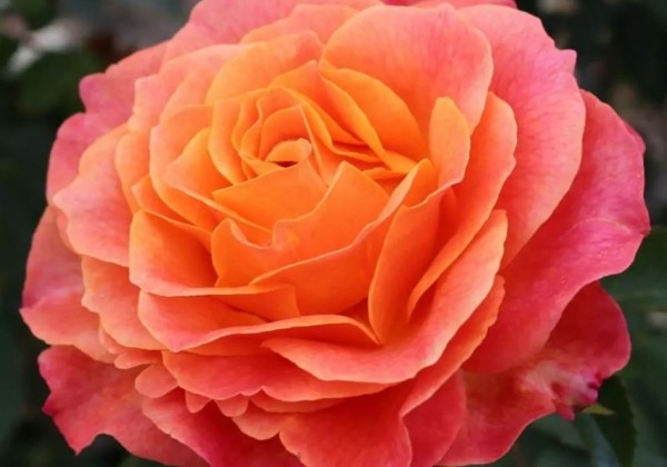 Rosa Better Times