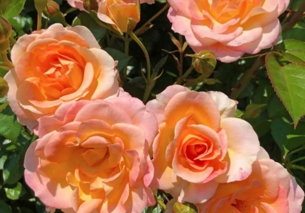 Rosa Dekora