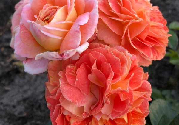 Rosa Samba, augststumbrs 80cm