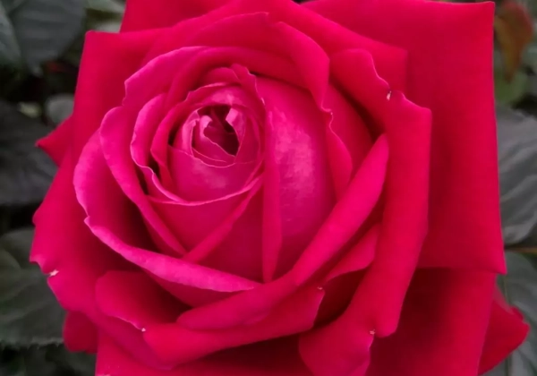 Rosa Ruby Kiss