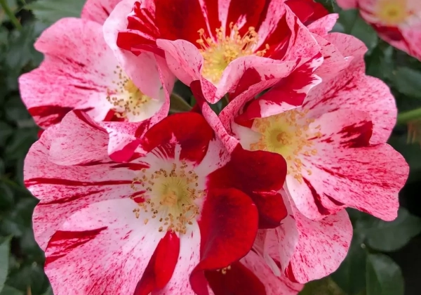 Rosa Simsalabim