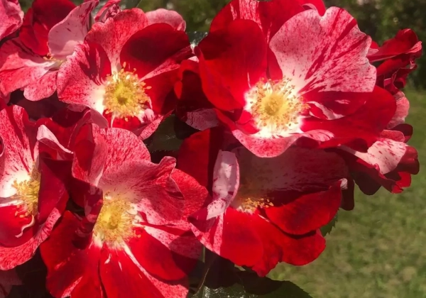 Rosa Simsalabim
