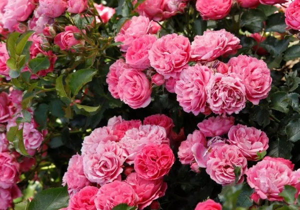 Rosa Clivia Flower Circus (Neu Herbst 2025)