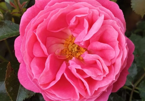 Rosa Clivia Flowe Circus (Neu Herbst 2025), 2l podā