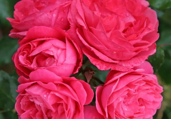 Rosa Clivia Flowe Circus (Neu Herbst 2025), 2l podā