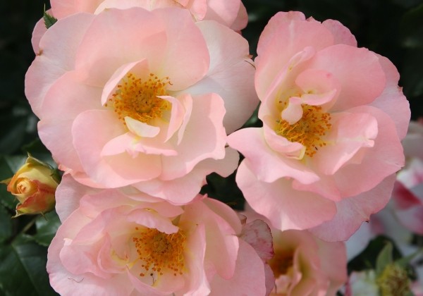 Rosa Zauberhaft