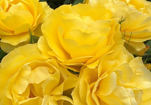 Rosa Here Comes The Sun, augststumbrs 80cm