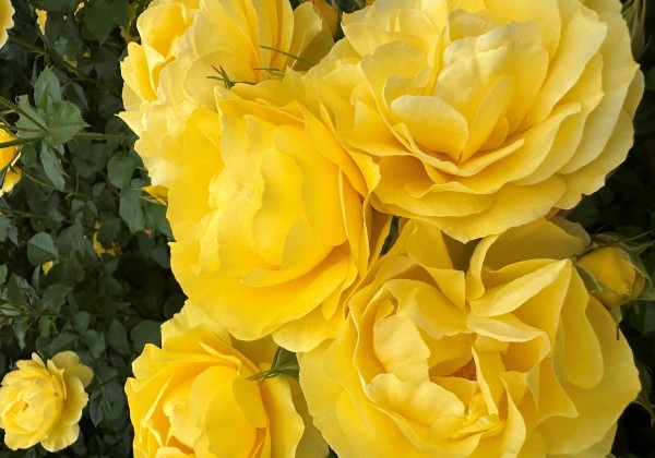 Rosa Here Comes The Sun