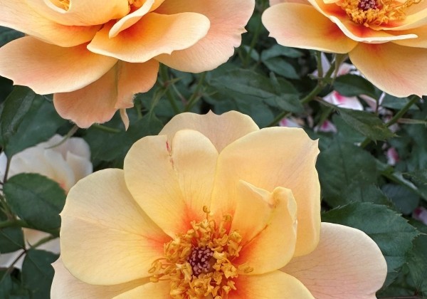 Rosa SEE YOU in apricot, augststumbrs 80cm