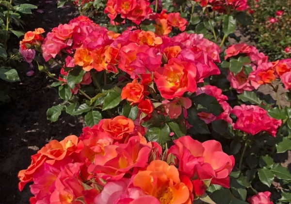 Rosa Spicy (Neu Herbst 2025)