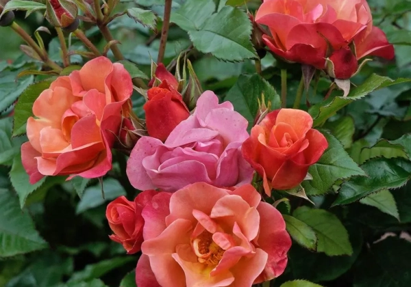 Rosa Spicy (Neu Herbst 2025)