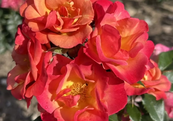 Rosa Spicy (Neu Herbst 2025)