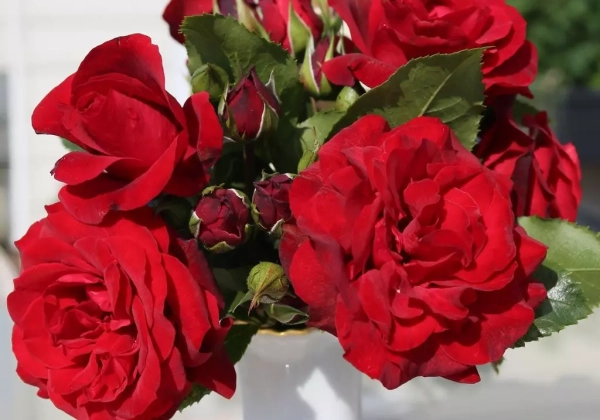 Rosa Royal Red (Neu Herbst 2025), 2l podā