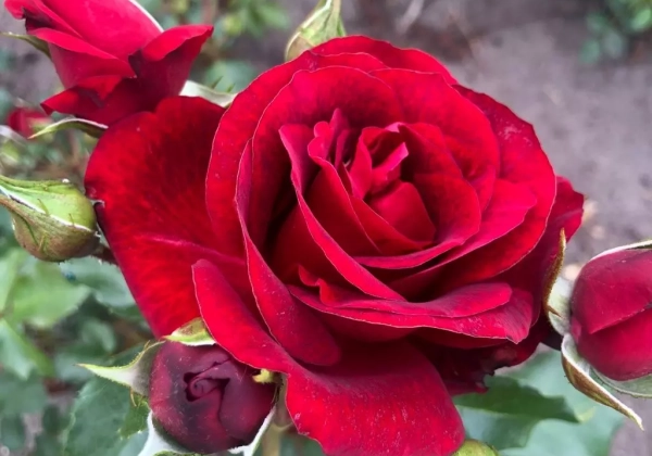 Rosa Royal Red (Neu Herbst 2025), 2l podā