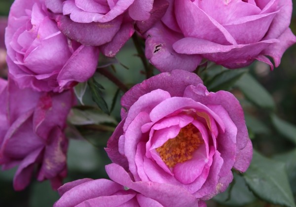 Rosa Lunara, 2L podā