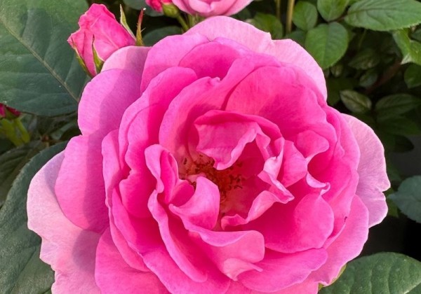 Rosa Europa Donna