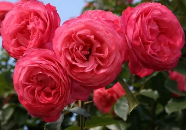 Rosa Rosanna, 2l podā