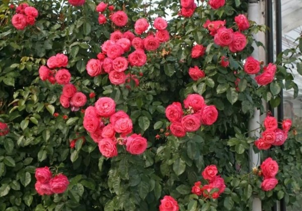 Rosa Rosanna, 2l podā