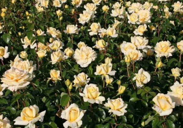 Rosa Winter Sun