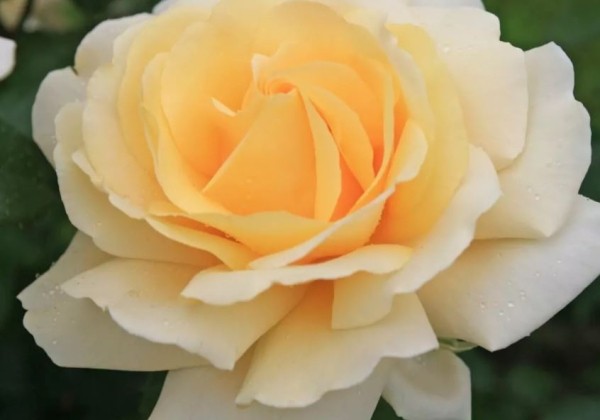 Rosa Winter Sun