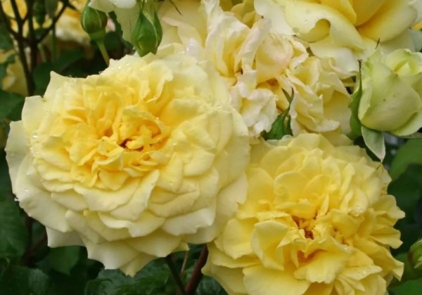 Rosa Sterntaler