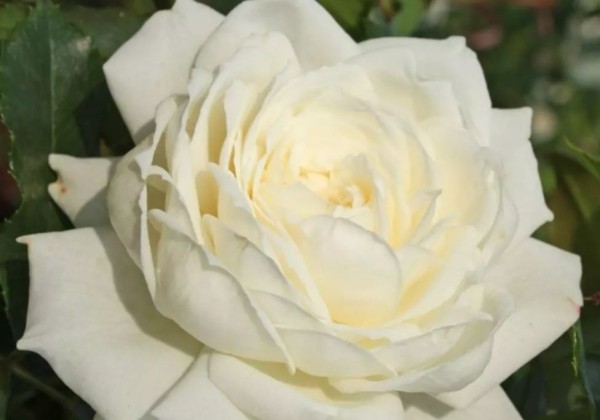 Rosa Alaska