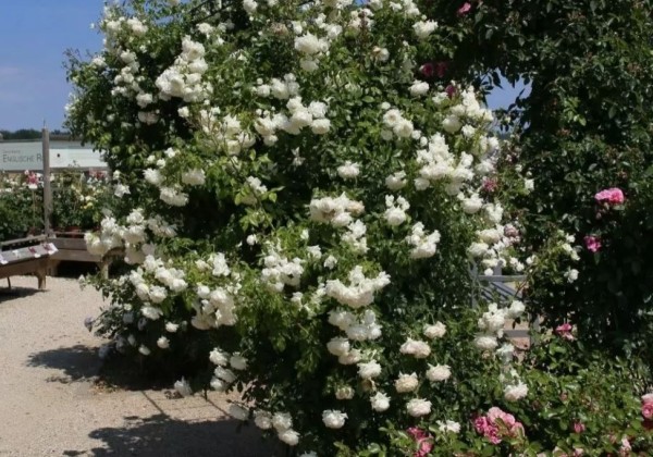 Rosa Alaska