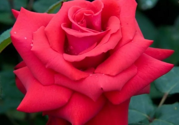 Rosa Grande Amore
