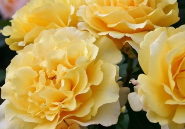 Rosa Sunny Sky, 2l podā