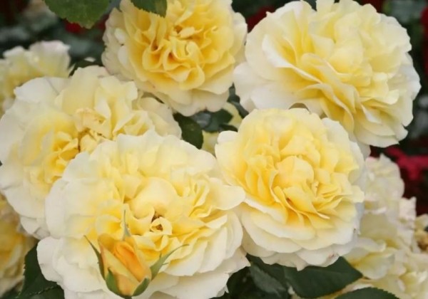 Rosa Sunny Sky, 2l podā