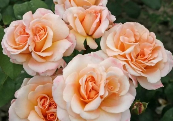 Rosa Oh Happy Day, 2l podā