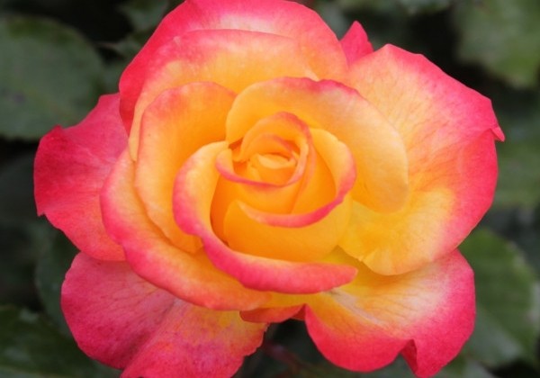 Rosa Flaming Star, augststumbrs 80cm