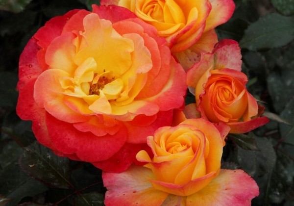 Rosa Flaming Star, augststumbrs 80cm
