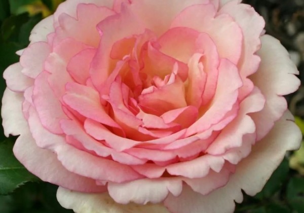 Rosa Souvenir de Baden-Baden, 2l podā