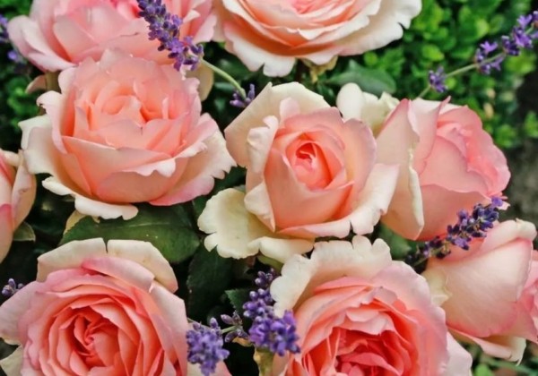 Rosa Souvenir de Baden-Baden, 2l podā