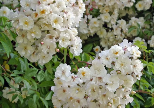 Rosa Bobby James, 2l podā