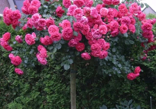 Rosa Rosarium Uetersen, augststumbrs 120cm
