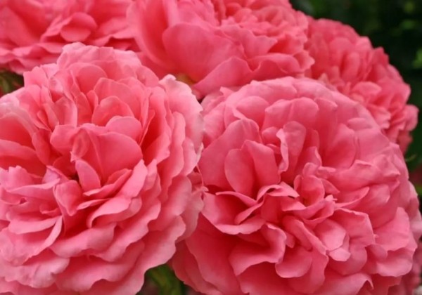 Rosa Rosarium Uetersen, augststumbrs 120cm