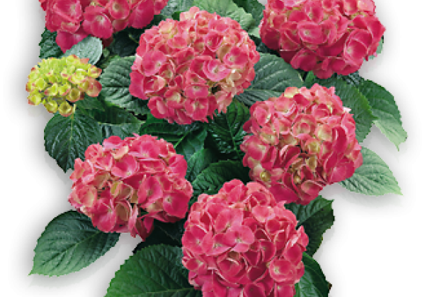 Hydrangea macrophylla Schöne Bautznerin, iekarināmajā 25cm podā