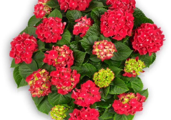 Hydrangea macrophylla Royal Red, 14cm podā