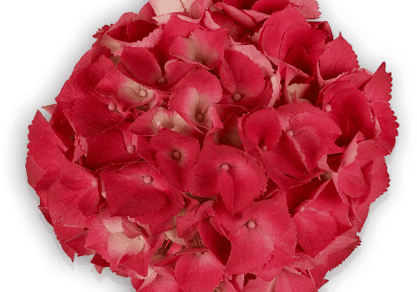 Hydrangea macrophylla Red Beauty , 10cm podā