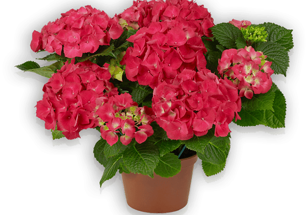 Hydrangea macrophylla Red Beauty , 10cm podā