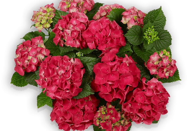 Hydrangea macrophylla Red Beauty , 14cm podā