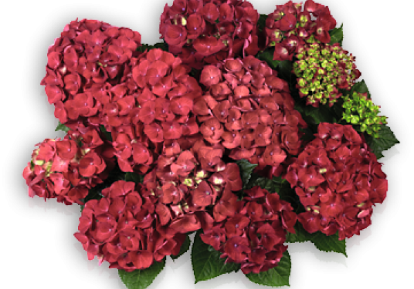 Hydrangea macrophylla Hot Red, 17cm podā