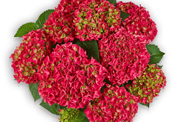 Hydrangea macrophylla Saxon Bright Red, 14cm podā