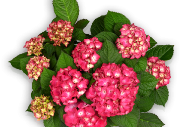 Hydrangea macrophylla Red Angel, 37cm podā