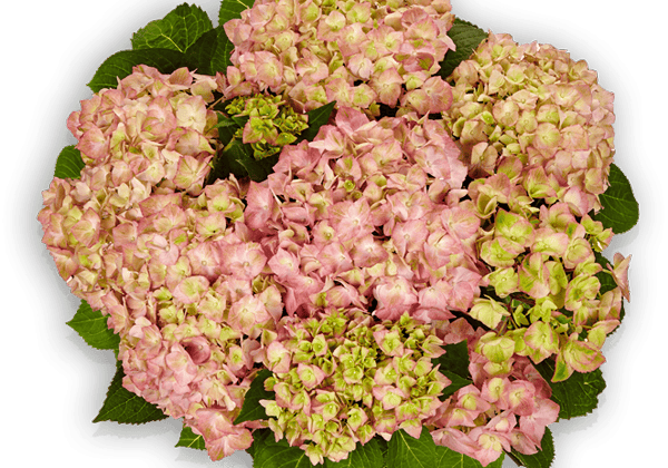 Hydrangea macrophylla Sweet Lips Pink 14cm podā