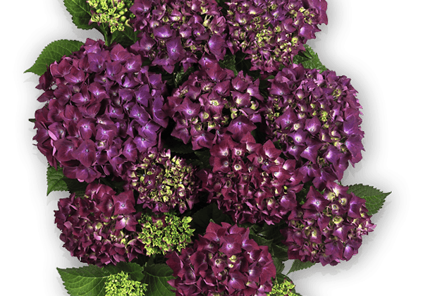 Hydrangea macrophylla Royal Red lila, 14cm podā