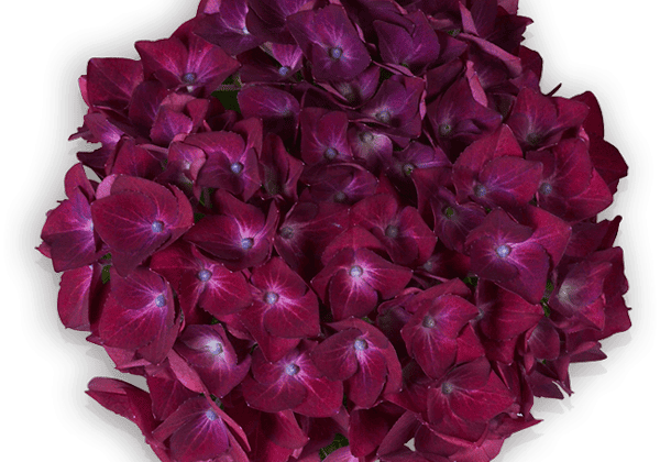 Hydrangea macrophylla Hot Red lila, 10cm